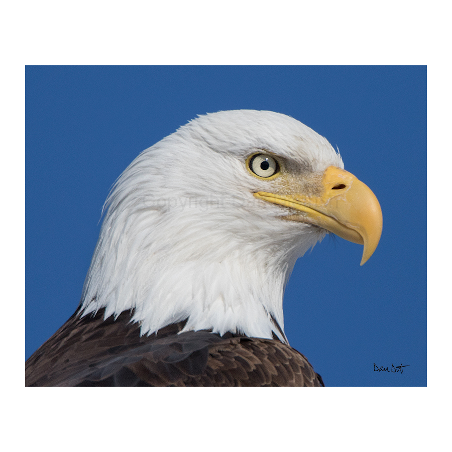 10,500+ Bald Eagle Head Stock Photos, Pictures & Royalty-Free